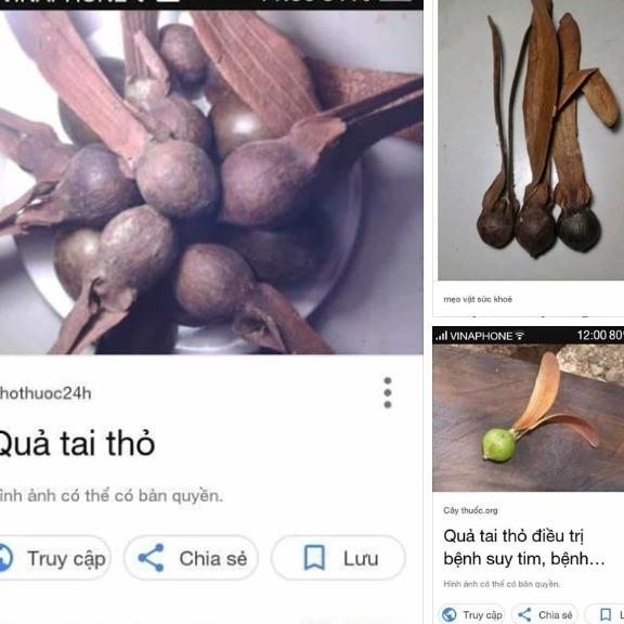 Quả Tai Thỏ 10 Quả