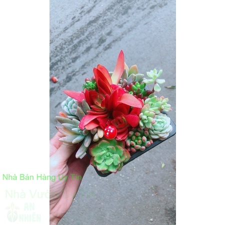 Sen đá tiểu cảnh