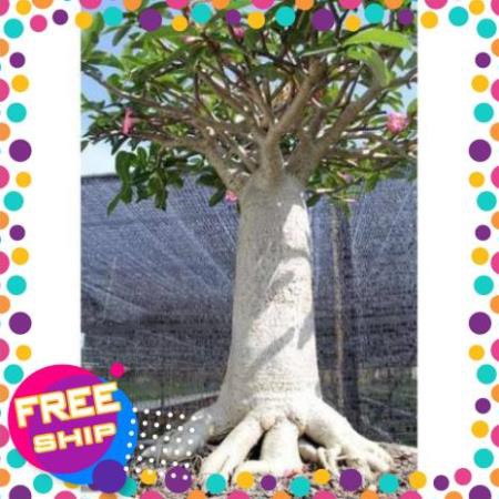 CÂY SỨ THÁI KIM TỰ THÁP (CÂY SỨ CHÂN DÀI) - NHIỀU MÀU, CÂY TO KHỎE, GỬI ĐI NHƯ HÌNH