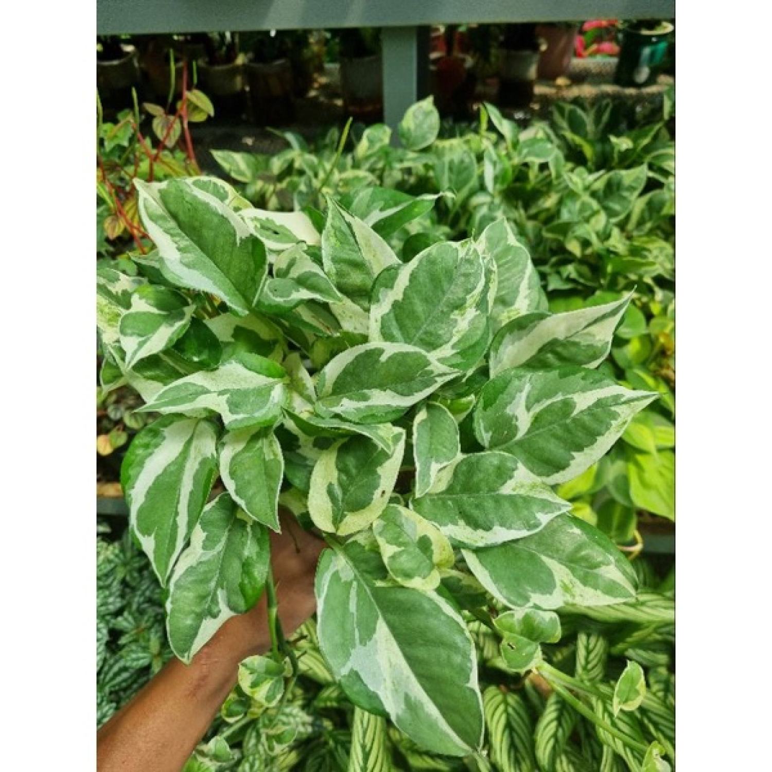 Cây trầu bà sữa