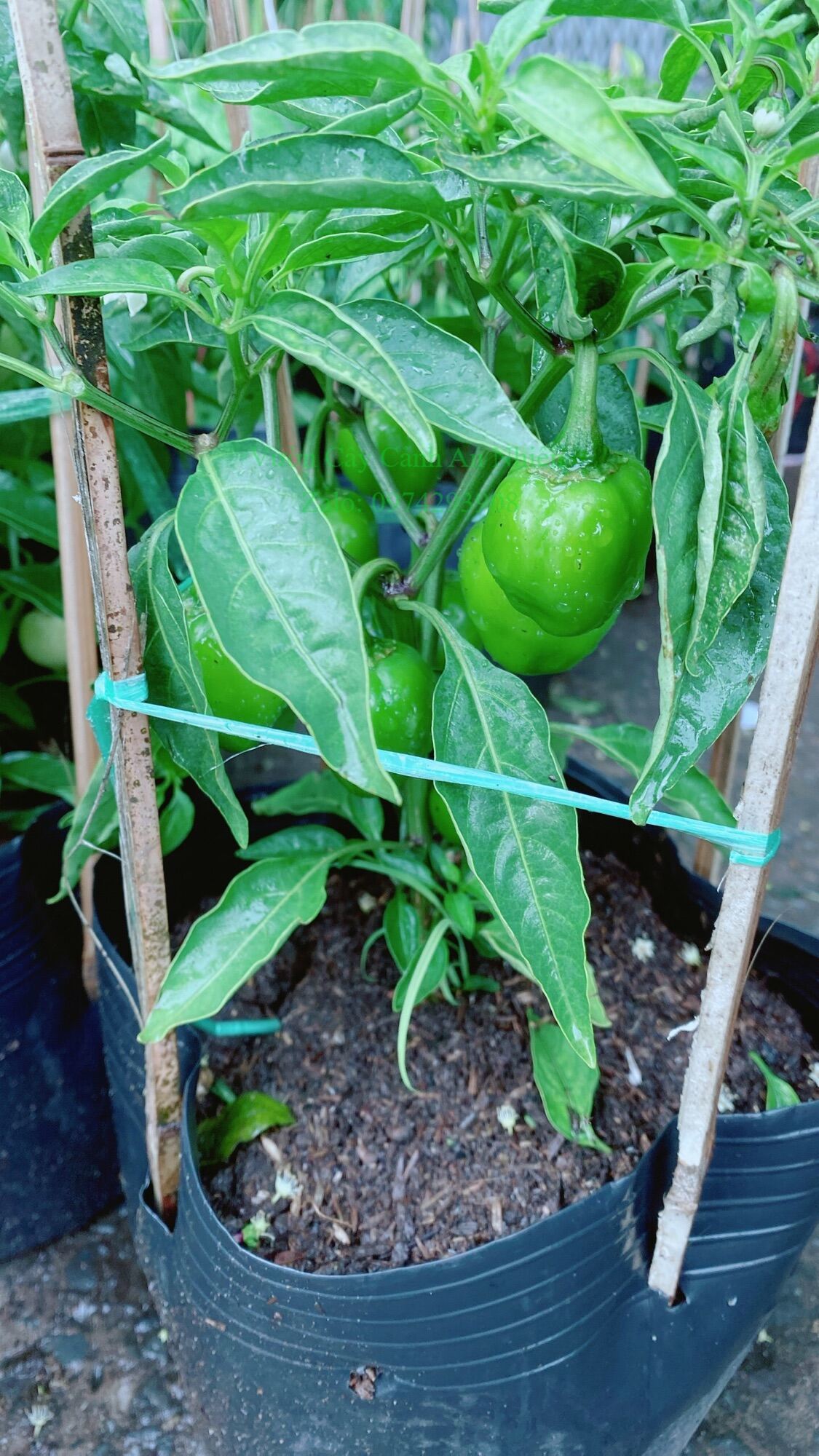 Cây Ớt Cà