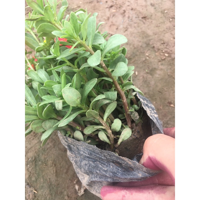 Hoa Sam Mix nhiều màu,cây xum,nhiều nụ (HÀNG NHƯ HÌNH CÓ NỤ HOA)