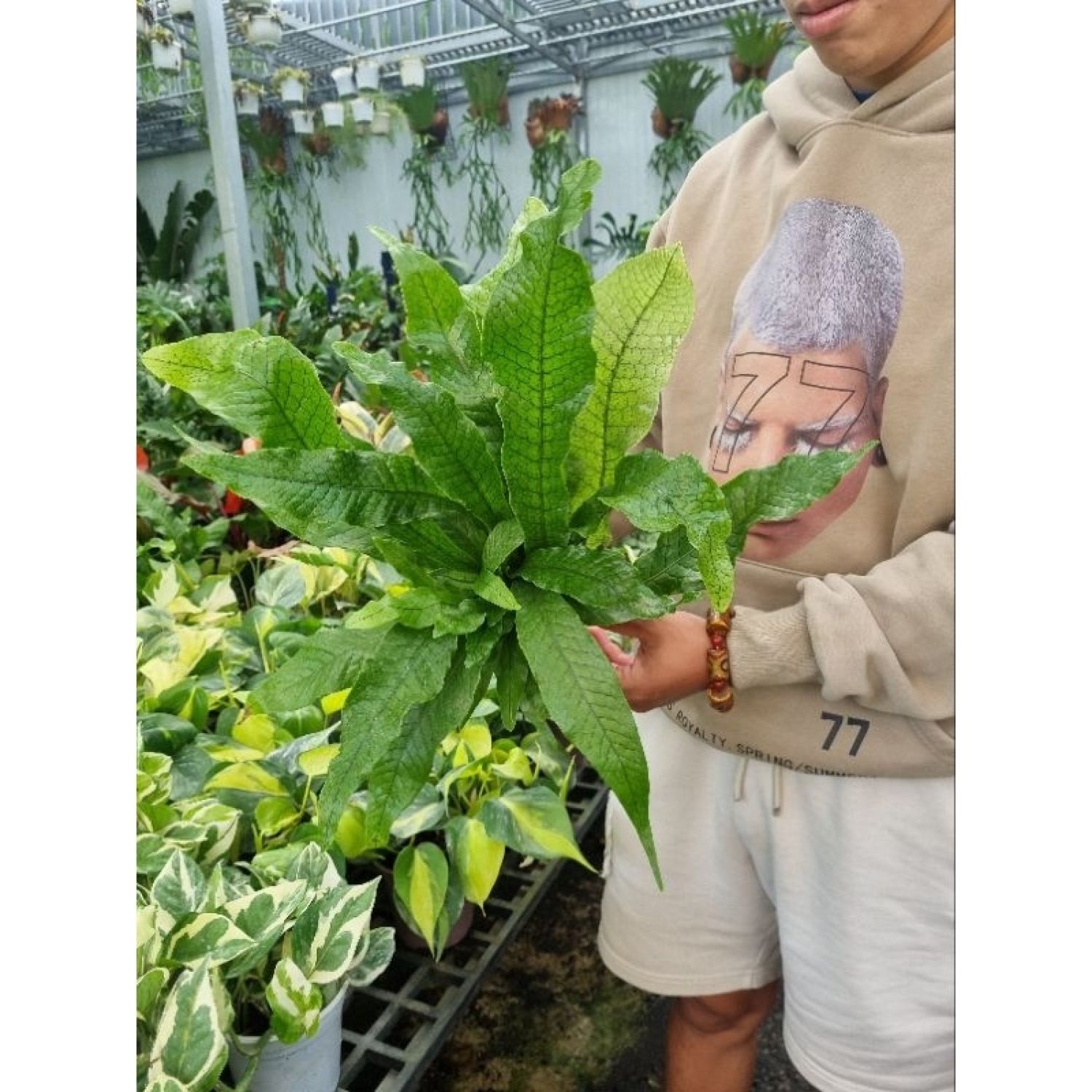 Cây Dương xỉ cá sấu size lớn (Microsorum musifolium)