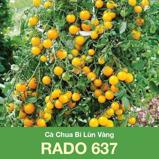 Hạt giống cà chua bi lùn vàng lai f1