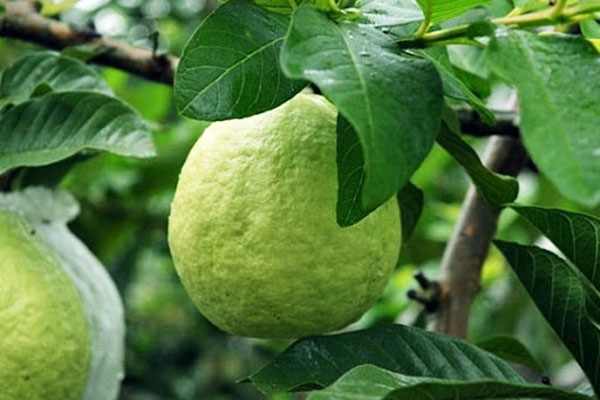 CÂY GIỐNG ỔI NỮ HOÀNG [ Cây ghép đẹp cho trái sớm sau 18 tháng ].