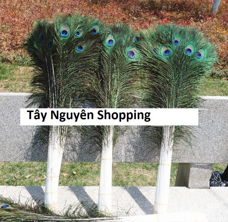 20 Lông công phong thủy Ấn Độ dài 1m loại đẹp