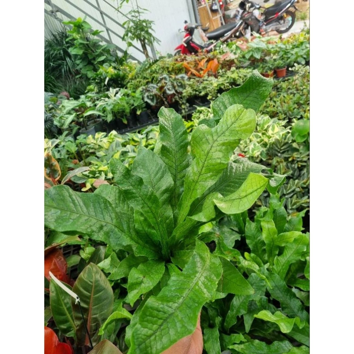 Cây Dương xỉ cá sấu size lớn (Microsorum musifolium)