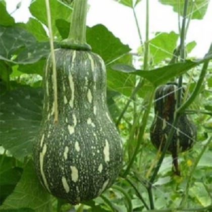 Hạt giống bí đỏ hạt đậu lai F1( bí nghệ ) Thuận Điền