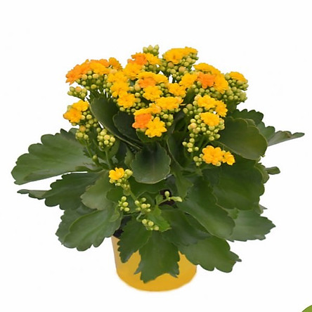 Set 5 gói hạt giống hoa sống đời kép