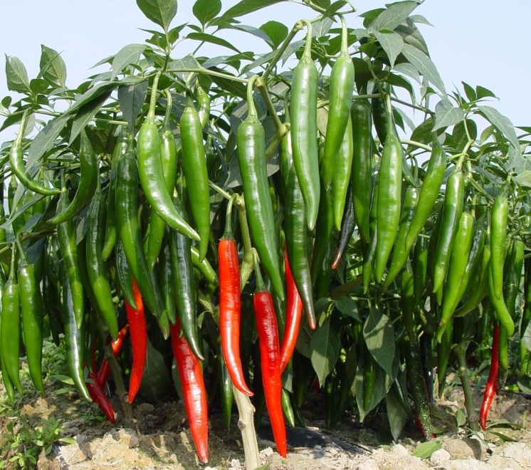Hạt giống ớt chỉ địa