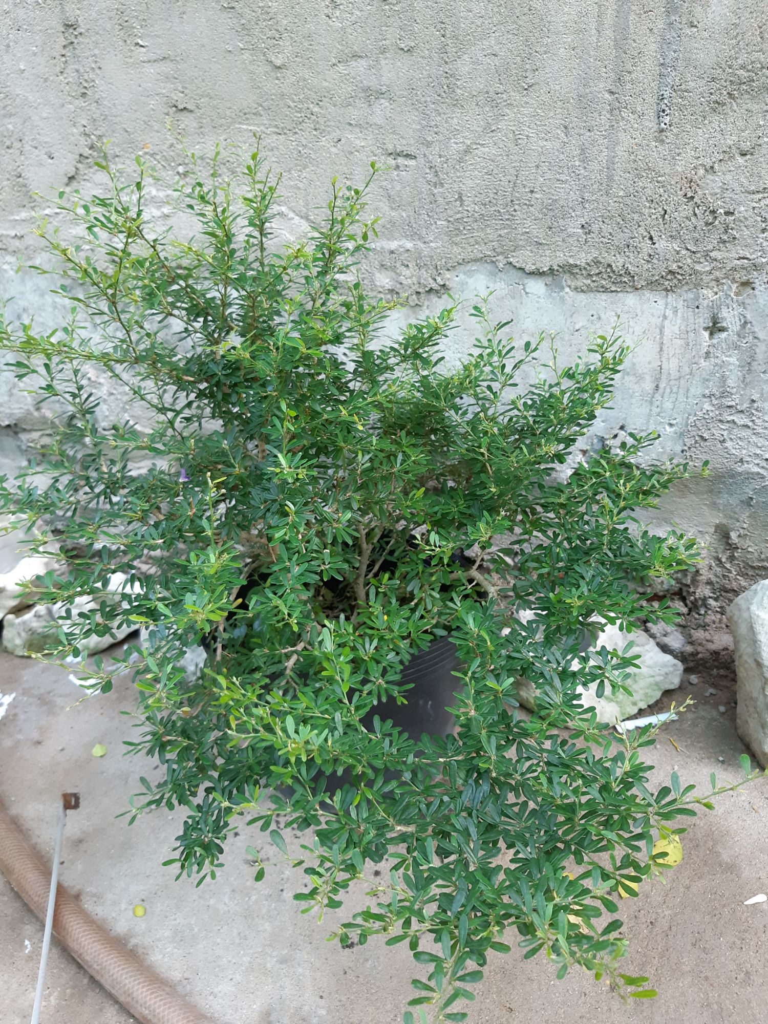 linh sam bụi lớn đẹp
