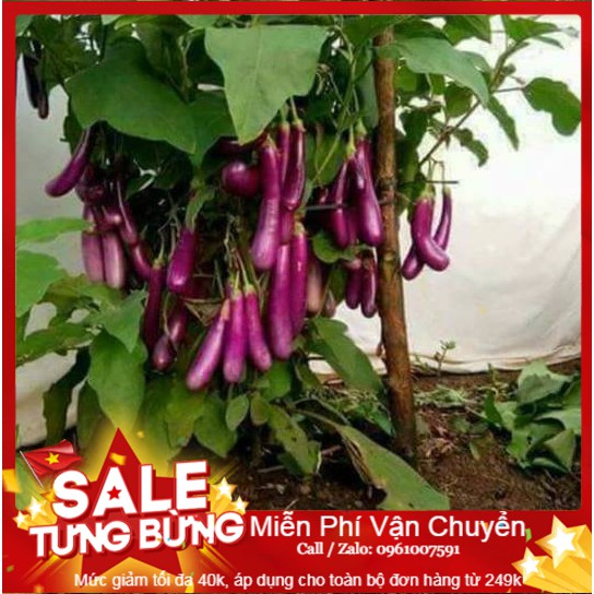 Hạt Giống Cà Tím Dài F1 - 200 Hạt