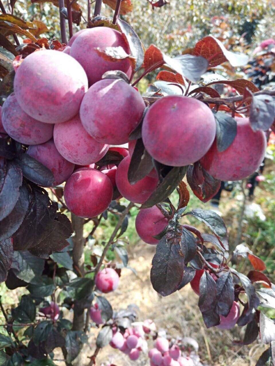 (UY TÍN) combo 3 Cây giống mận đỏ úc trái lớn quả ngọt - FREE SHIP TỪ 50K + Tặng kèm túi phân trùn quế tốt cho cây