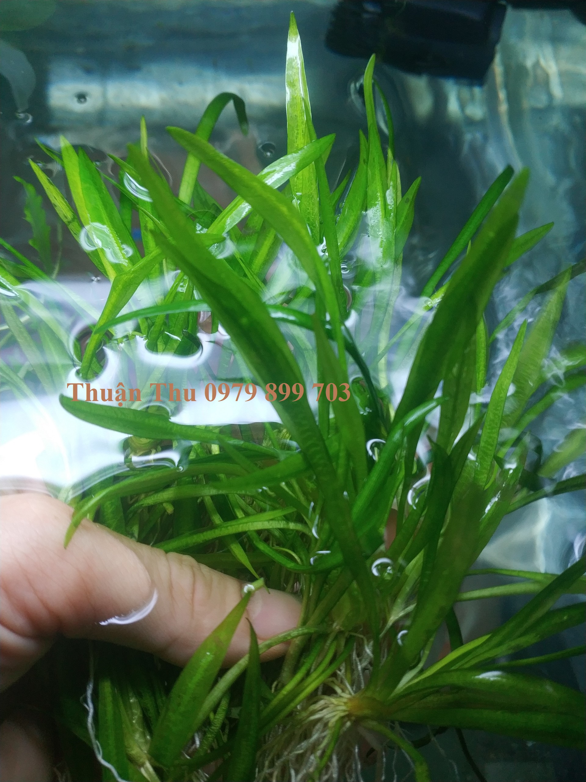 Cỏ thìa - Cây thủy sinh trãi nền