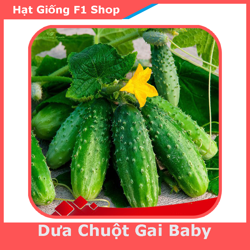 Hạt Giống Dưa Chuột Gai Mini Giòn Ngọt (110.F1)