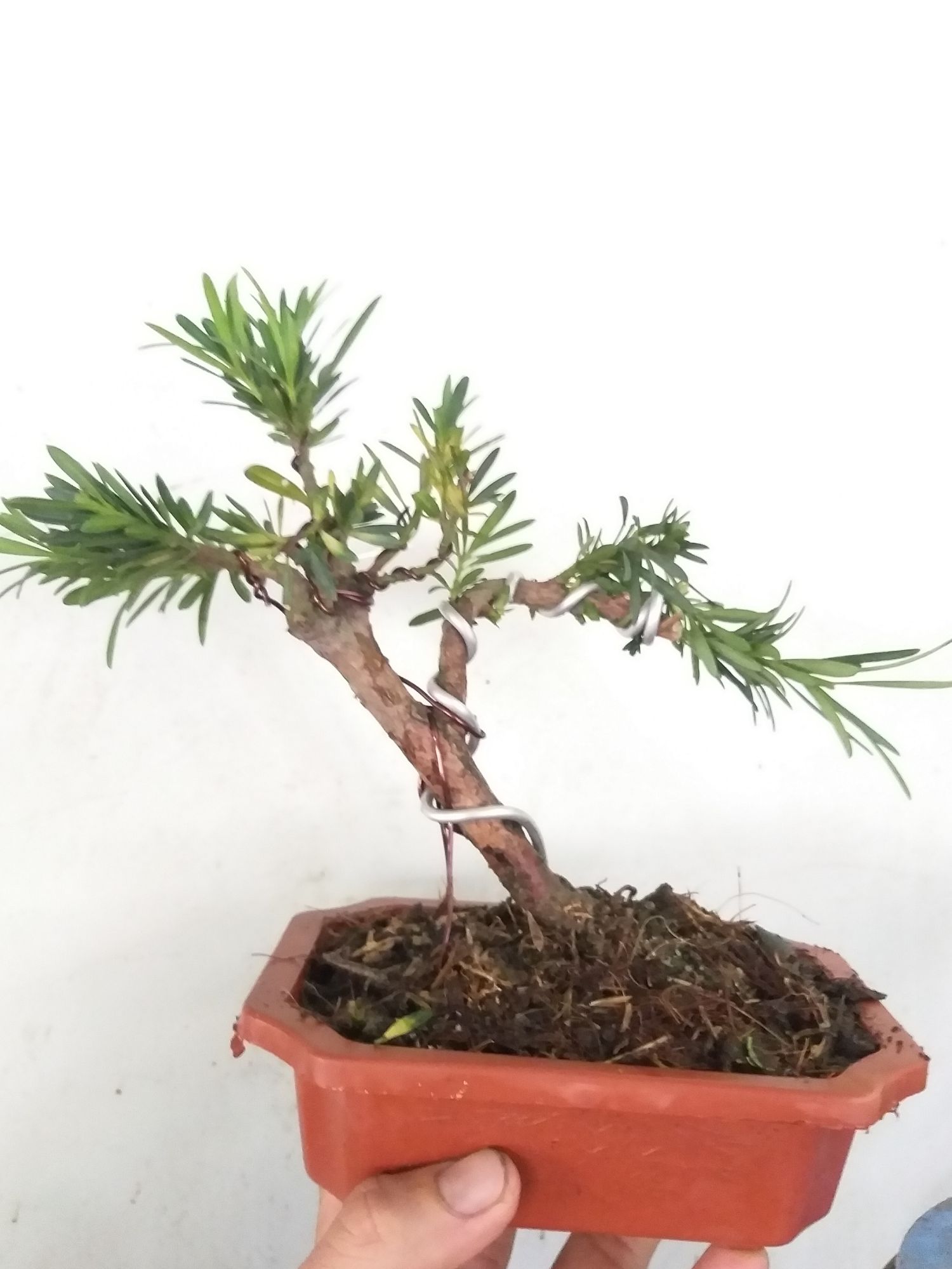 [HCM]Van niên Tùng bonsai mini