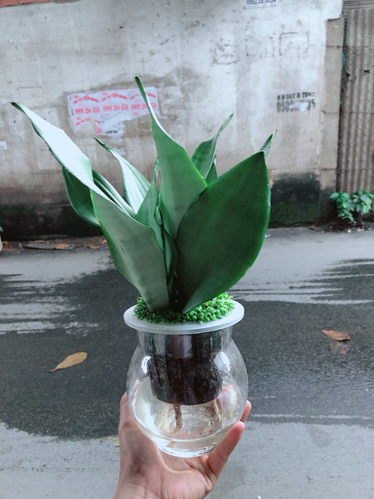 Chậu Lưỡi Hổ Trồng Thuỷ Sinh