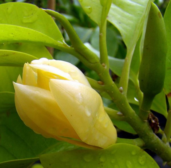 Cây hoa hoàng lan cam kết chất lượng