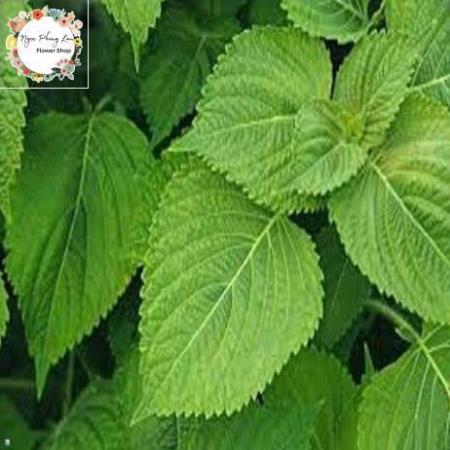Hạt giống rau thơm mè lá mè hàn quốc - gói 1 gram