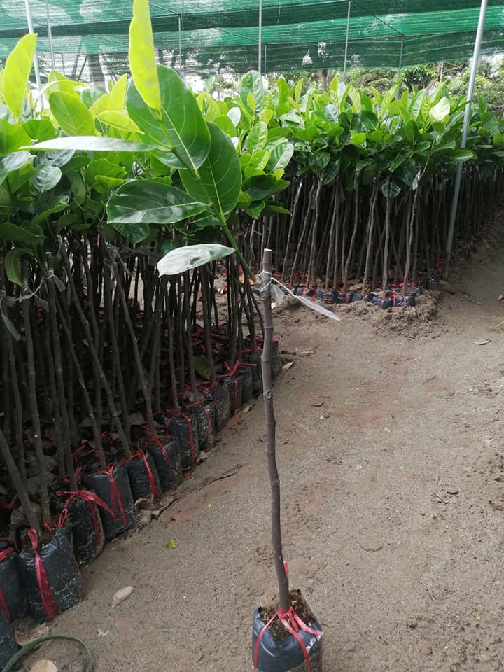Cây mít Thái ruột đỏ ra quả sớm