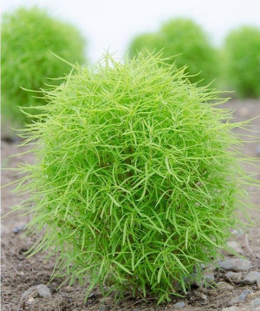 Hạt Giống Cỏ Đổi Màu - 50 hạt