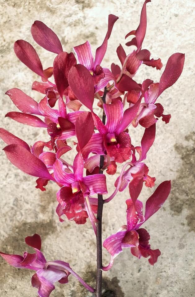Denrro nắng xưa huyết long