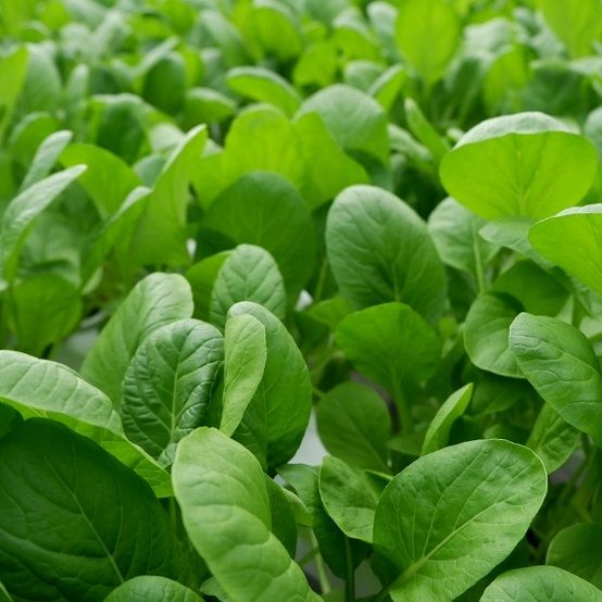 20gr hạt giống cải trắng ăn non