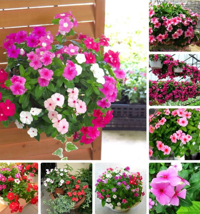 "Gói 100 "Hạt giống hoa dừa cạn mix màu [Seeds]