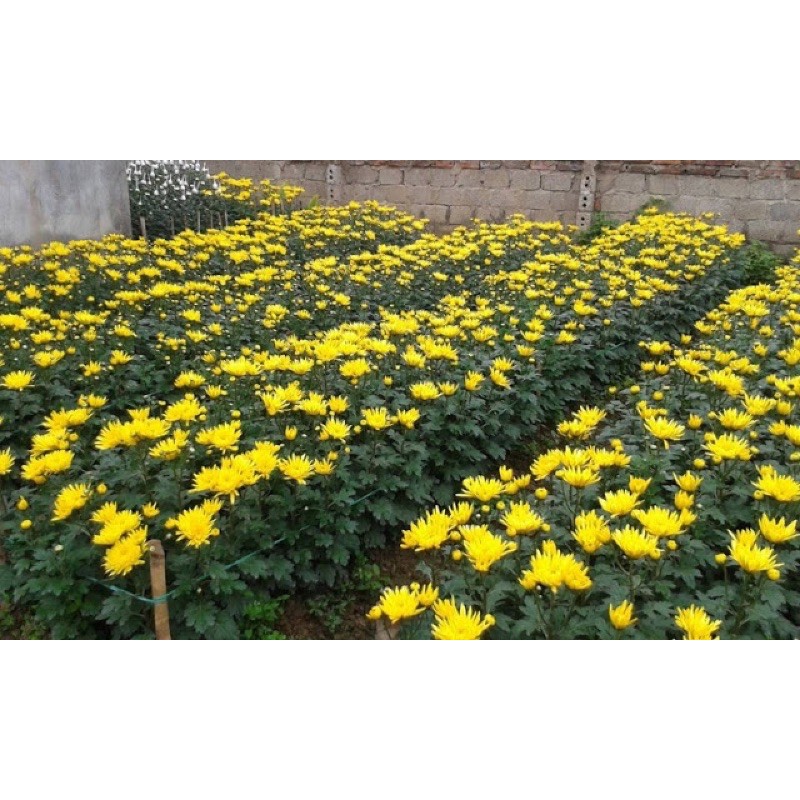 Cây giống cúc pha lê vàng