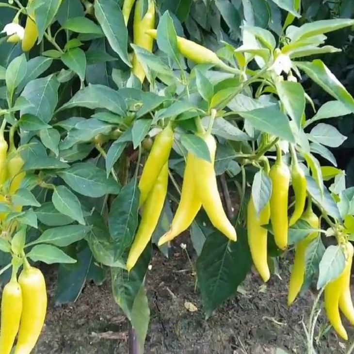 Hạt giống ớt sừng vàng Châu Phi -Gói 0.1gram(tặng kèm phân bón)