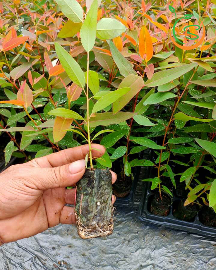 Cây giống bạch đàn đỏ
