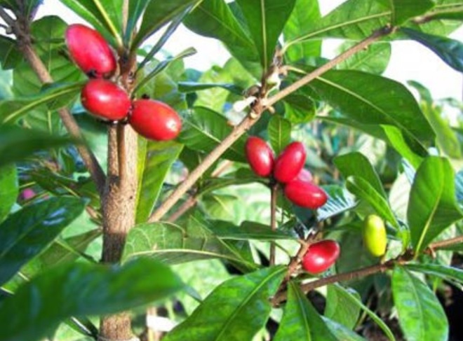 8 hạt cây thần kỳ