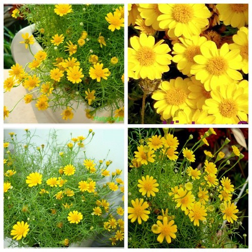 Combo 3 gói hạt giống hoa cúc sao băng (TẶNG gói kích thích hỗ trợ hạt nảy mầm)