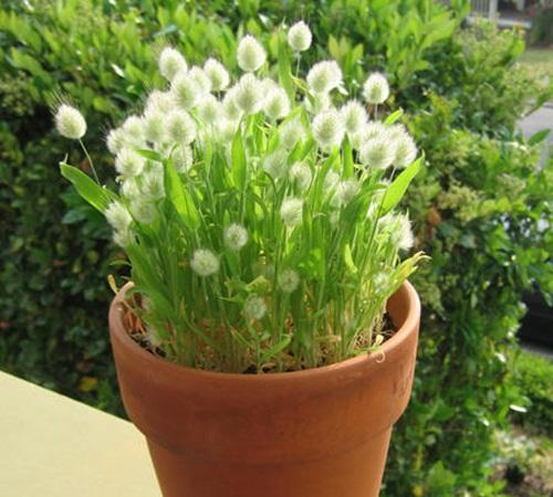 Hạt giống cỏ đuổi thỏ  - 1 gói 100 hạt