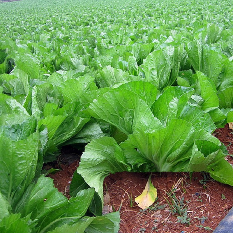 Hạt Giống Cải Bẹ Dưa Muối