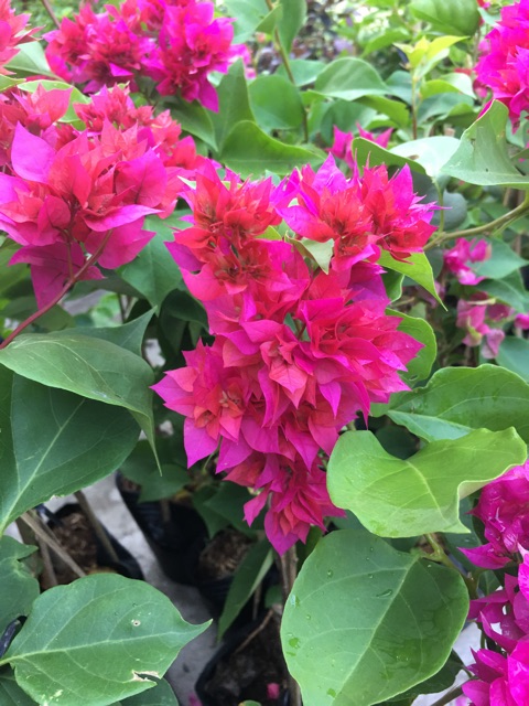 Cây giấy thái đỏ hồng siêu hoa (hoa kép)