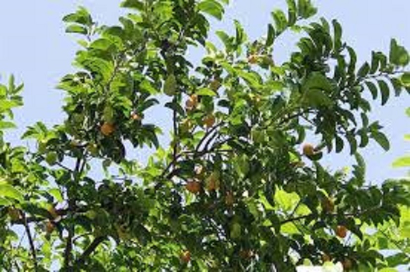 Cây chay, giống cây chay