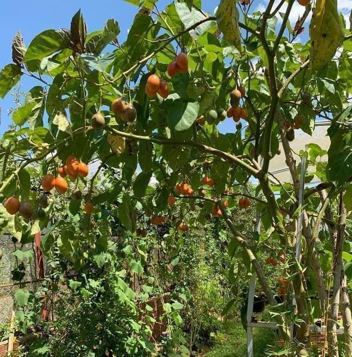 10h Hạt Giống Cà Chua Thân Gỗ Tamarillo Đỏ