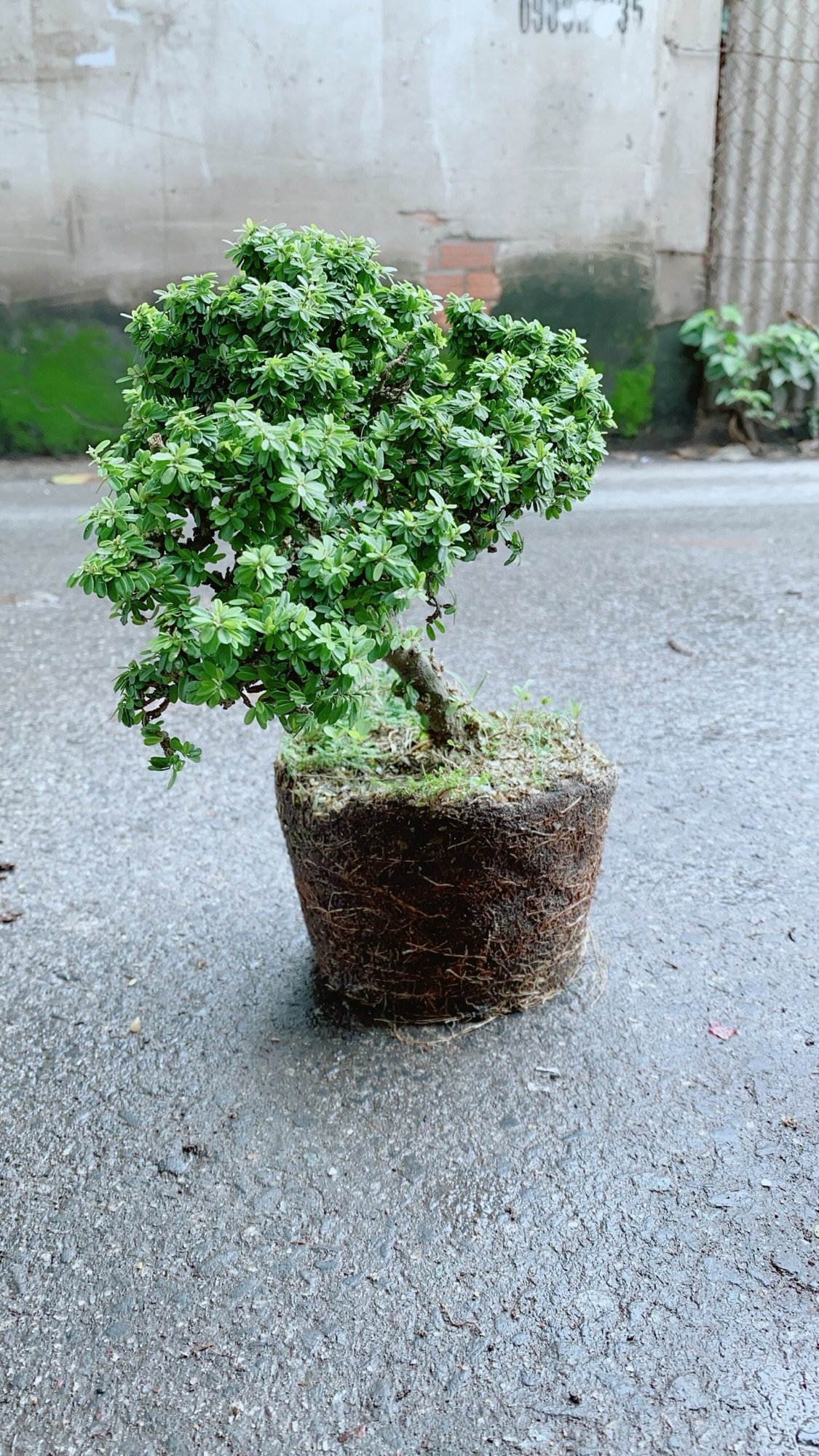 Cây Linh Sam Hạt Gạo Bonsai