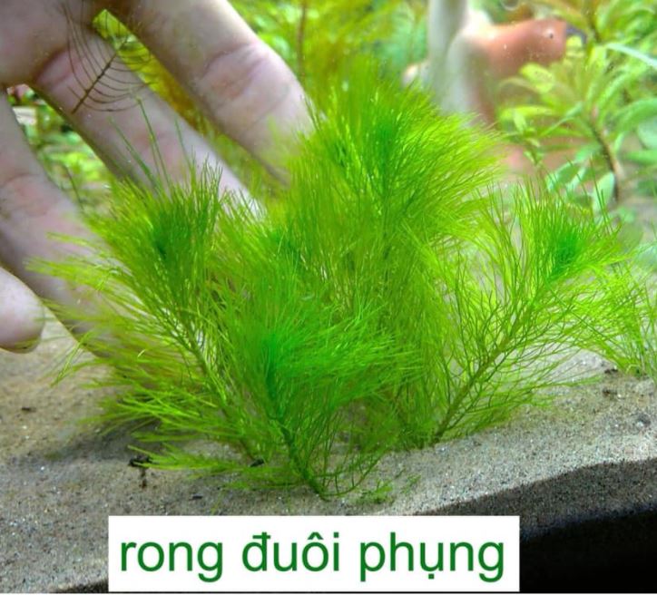 Cây cắt cắm - Rong Đuôi Phụng thủy sinh trang trí và lọc nước