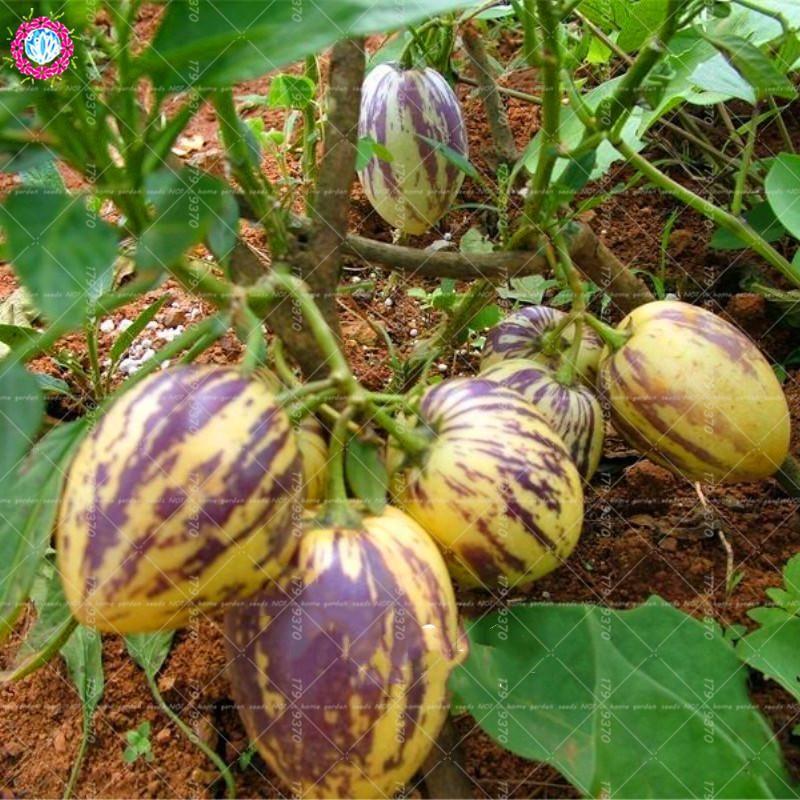 [Mới] - Combo 3 gói Hạt giống dưa pepino