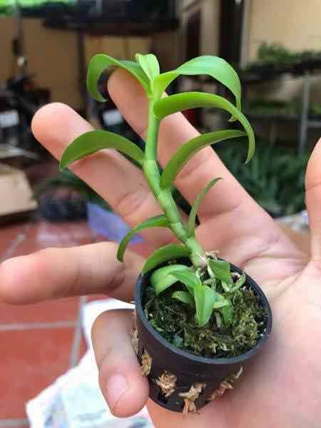 Phong Lan 5ct HO hàng đẹp rễ khỏe ấm chậu