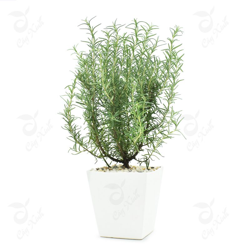 CHẬU CÂY HƯƠNG THẢO