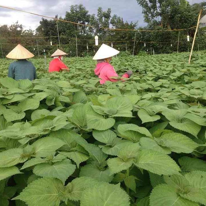 Hạt Giống Rau Thơm Mè, Lá Vừng Hàn Quốc (0.5gr)