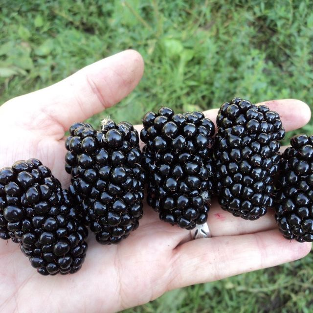 Chậu cây giống trái mâm xôi Đen - Phúc Bồn Tử