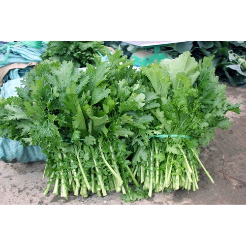 hạt giống Cải mèo Hà Giang PD575