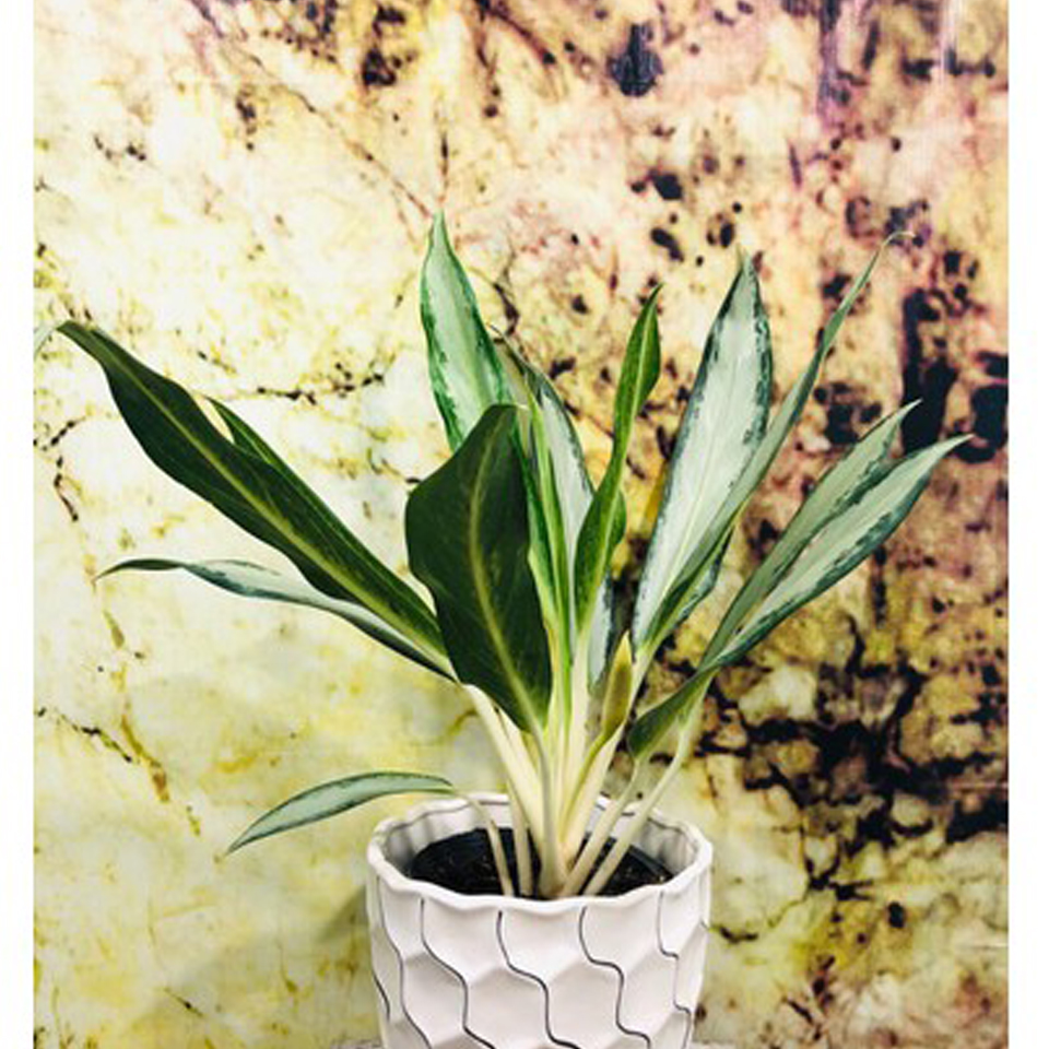 CÂY GIỮ TIỀN PHONG THỦY, MANG LẠI TIỀN TÀI CHO GIA CHỦ