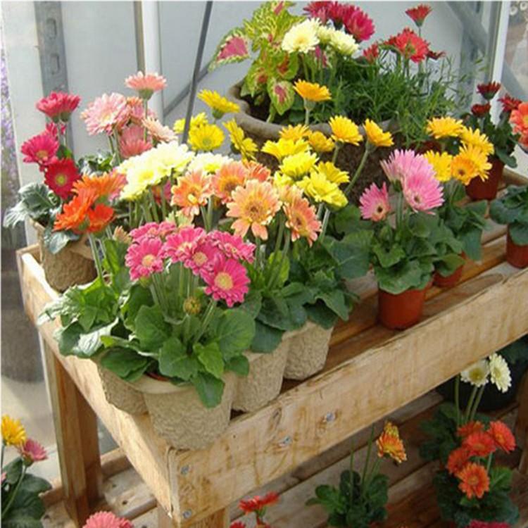 Gói 15 Hạt giống Đồng tiền mix (tặng gói kích nẩy mầm và hướng dẫn)