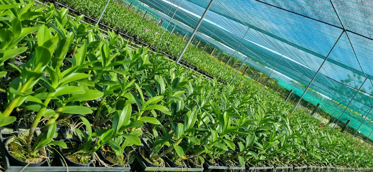Denro Burana/ Mặt trời đỏ