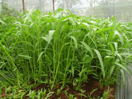 Hạt giống rau muống lá tre 50gr